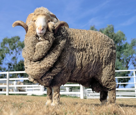 Benefits of Merino Wool