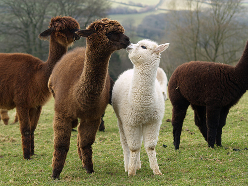 alpaca sheeps